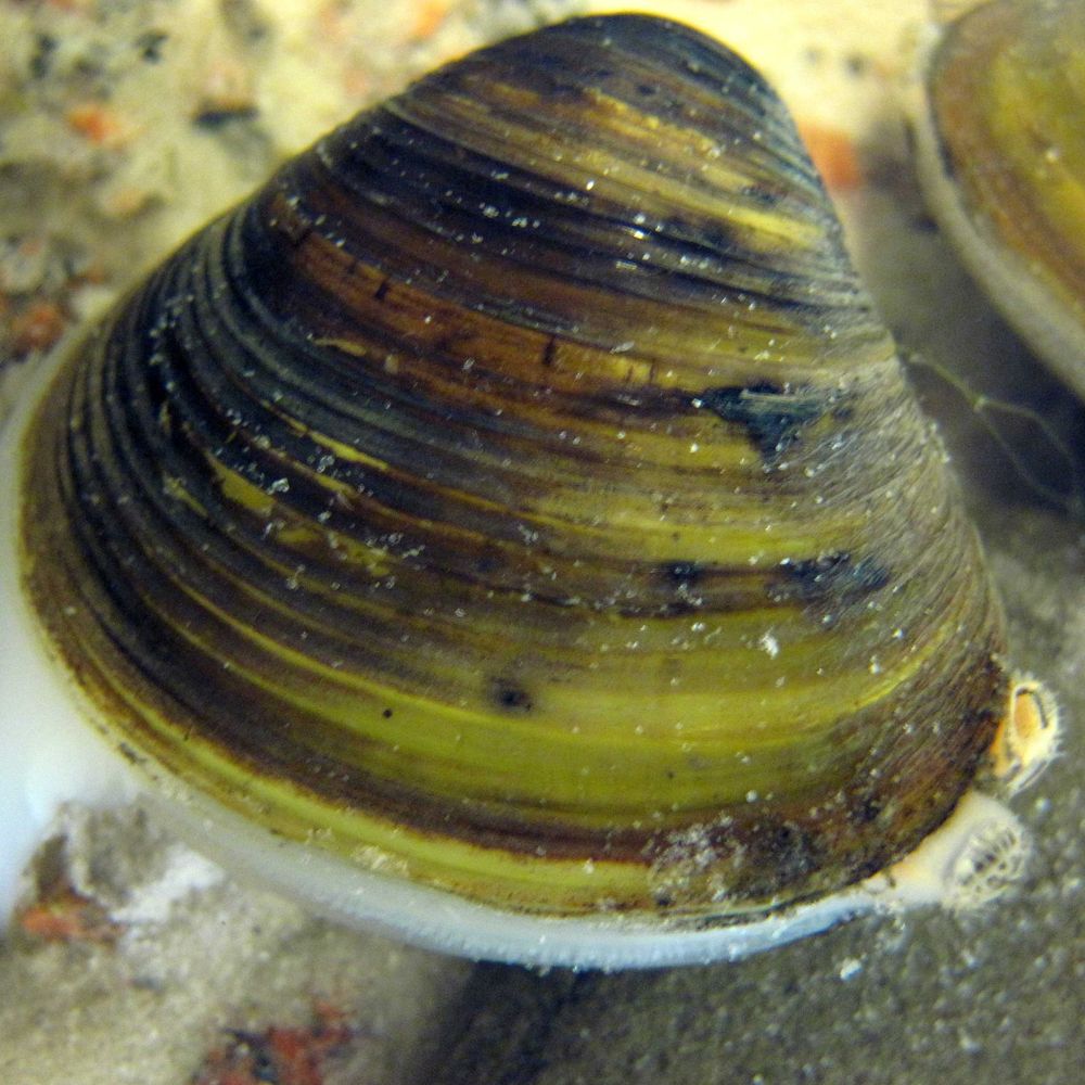 Corbicula fluminea