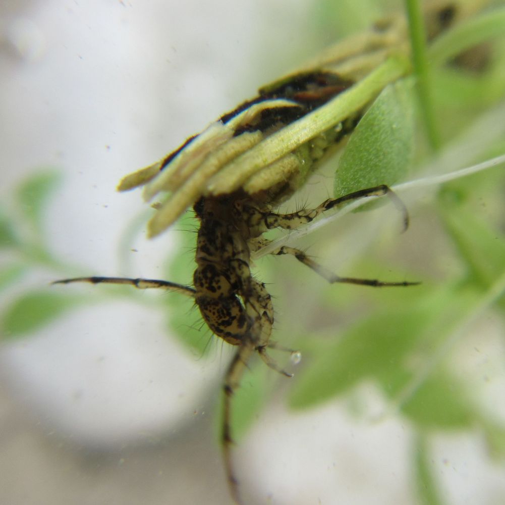 Arlberger_Jugend_meets_DUC_die_2