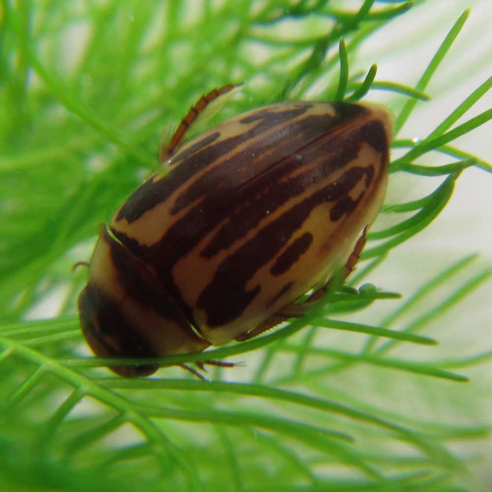Corbicula fluminea